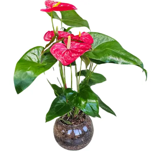 PLANTA ANTHURIUM PECERA PREMIUM